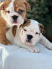 Prachtig Engelse Bulldog Pups 12 weken .