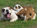 Mooie Engelse Bulldog pups beschikbaar.