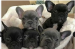 Franse Bulldog pups in huis opgevoed.
