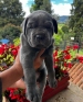 Schattige Cane Corso-puppy's ter adoptie